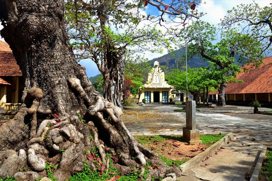 Vườn Quốc gia Côn Đảo có thêm 24 Cây di sản