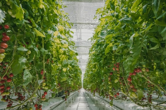 Công nghệ nhà kính mới giúp cây trồng phát triển ở cả những sa mạc nóng nhất