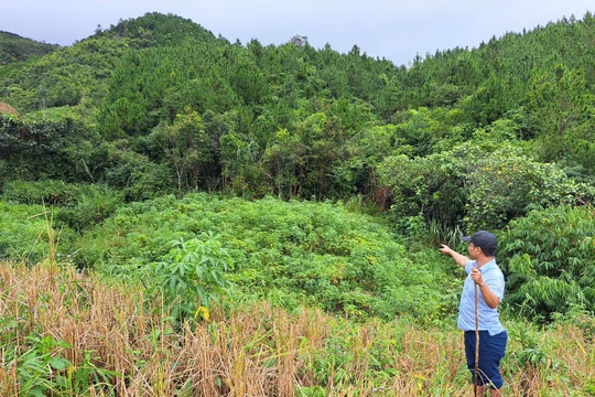 Kon Tum: Một công ty lâm nghiệp để mất hơn 11ha rừng trồng