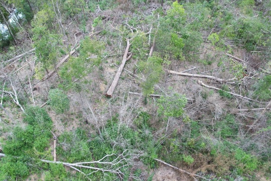 Gia Lai: Thông tin kết quả kiểm tra vụ phá rừng tại huyện Ia Grai