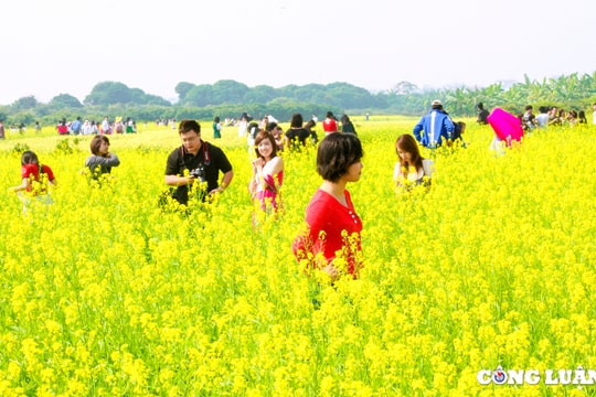 Cánh đồng hoa cải vàng khoe sắc rực rỡ ở ngoại thành Thủ đô Hà Nội