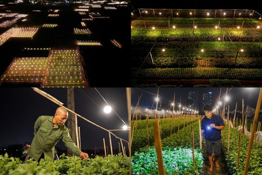 Người dân Tây Tựu xuyên đêm chong đèn, thúc hoa nở kịp Tết