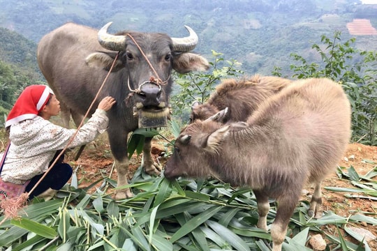 Lào Cai: Chỉ đạo khẩn các biện pháp ứng phó với giá rét đang tràn về