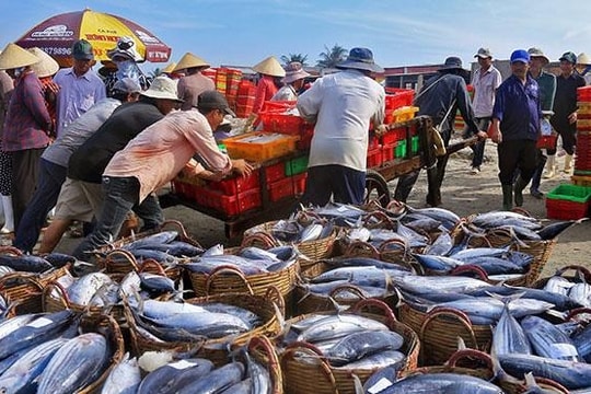 Chấn chỉnh việc cấp giấy xác nhận nguyên liệu thủy sản khai thác, giấy chứng nhận thủy sản khai thác