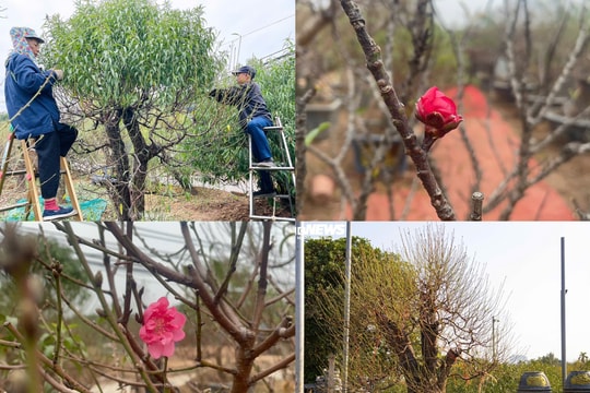 Hậu bão số 3, giá đào Nhật Tân phục vụ Tết 2025 dự báo sẽ tăng