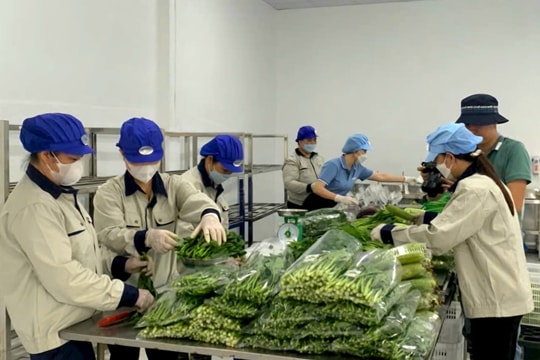 Sản phẩm OCOP đưa rau Văn Đức tự tin xuất ngoại
