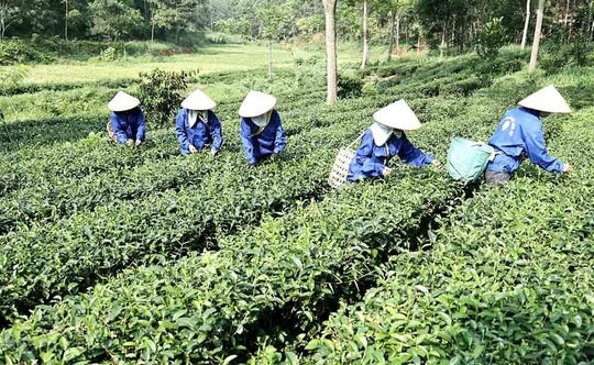 Đời sống đồng bào DTTS ở Phú Thọ ngày càng khởi sắc nhờ chính sách dân tộc