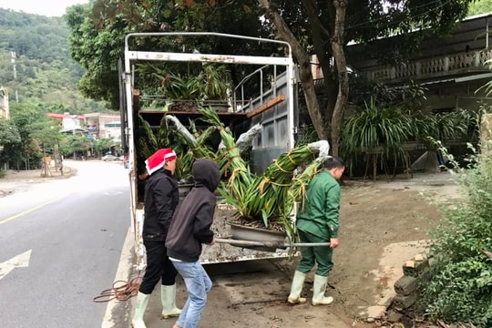Người dân Sa Pa sơ tán hàng vạn chậu hoa địa lan Tết xuống núi tránh rét hại