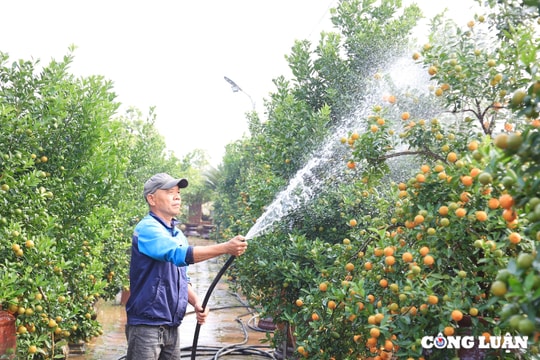Người dân trồng quất Tứ Liên 'rục rịch' chuẩn bị cho Tết Nguyên đán 2025