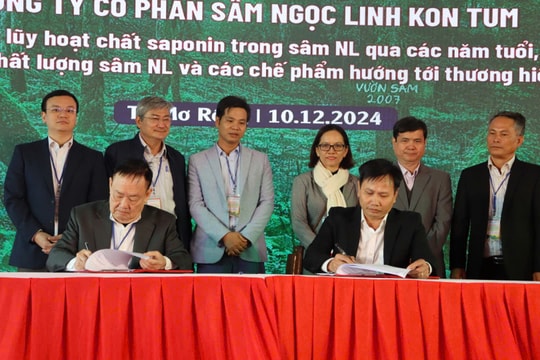 Kon Tum: Hội thảo sâm Ngọc Linh mở ra cơ hội lớn cho người trồng và cả ngành sâm