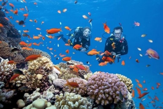 Quản lý hiệu quả 27 khu bảo tồn biển, 59 khu bảo vệ nguồn lợi thủy sản và 63 khu vực cấm khai thác thủy sản