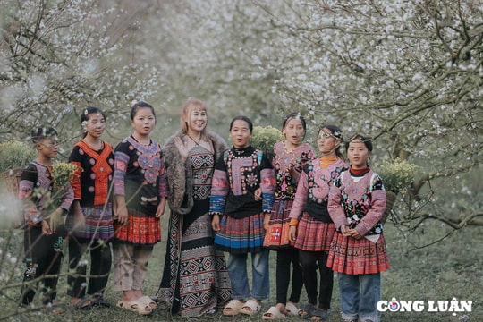 Đến Mộc Châu 'lạc mình' vào mùa hoa khoe sắc, quả chín hồng