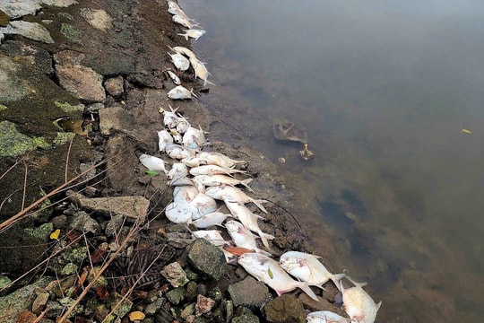 Hàng tấn cá chim chết nổi trắng hồ ở Hà Tĩnh