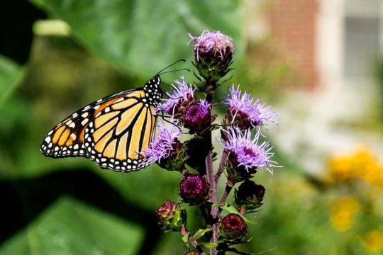 Bướm vua có thể được đưa vào danh sách có nguy cơ tuyệt chủng