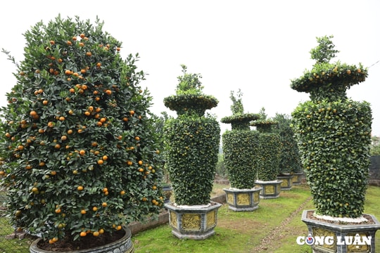 Độc đáo những cây quýt 'tạo dáng' lục bình hút khách dịp Tết 2025