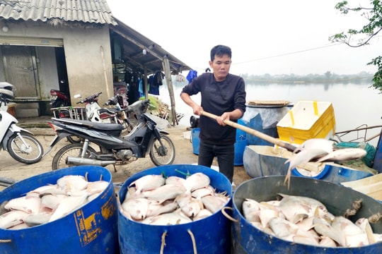 Hà Tĩnh: Đã xác định nguyên nhân hàng tấn cá chim chết nổi trắng hồ