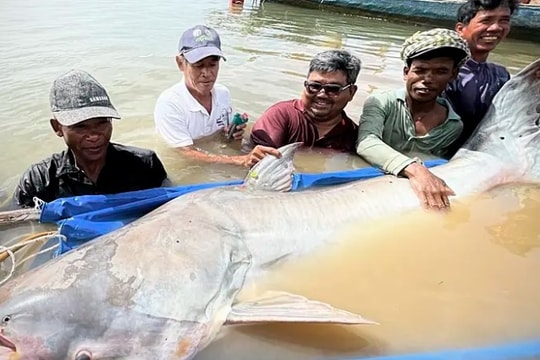 Phát hiện 6 con cá tra khổng lồ sắp tuyệt chủng trên sông Mekong