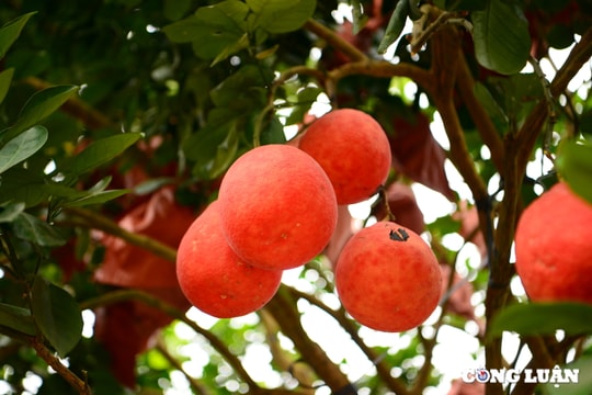 Bưởi đỏ 'tiến vua' giá bạc triệu hút khách dịp Tết 2025