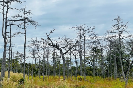 Gia Lai: Hơn 300 cây rừng ở biên giới tiếp tục bị “bức tử” đến chết
