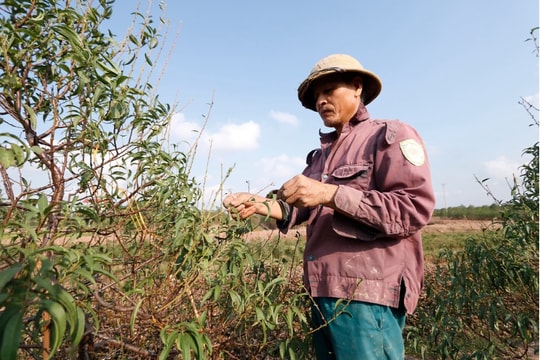 Thái Bình: Vườn đào Minh Tân vào mùa tuốt lá