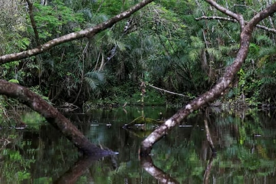 Ecuador 'hoán đổi nợ' để bảo vệ rừng Amazon