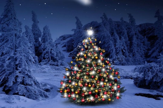 Điều ít biết về cây thông được cả thế giới trưng bày vào dịp Giáng sinh?