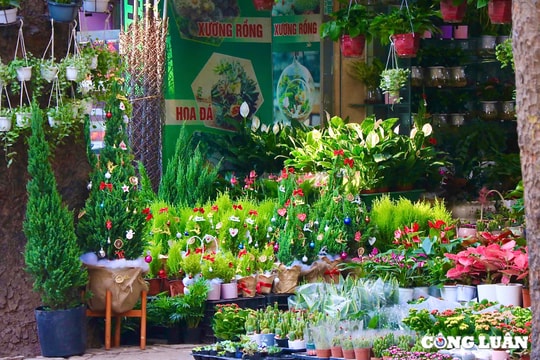 Thông tươi mini hút khách dịp Lễ Giáng sinh 2024