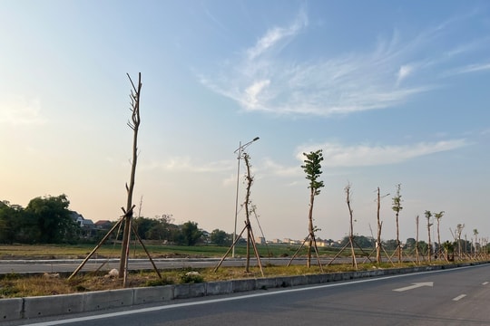 Hàng cây tiền tỷ xác xơ trên đường trục Bắc Nam huyện Hiệp Hòa (tỉnh Bắc Giang)