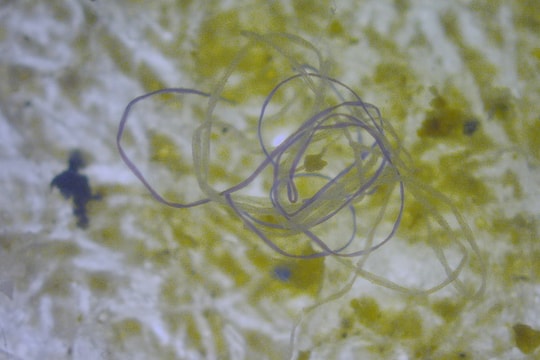 Sử dụng bọt biển để giải quyết ô nhiễm vi nhựa trong nguồn nước