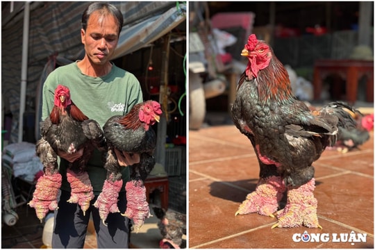 Hơn nửa triệu đồng một chiếc chân gà Đông Tảo biếu Tết