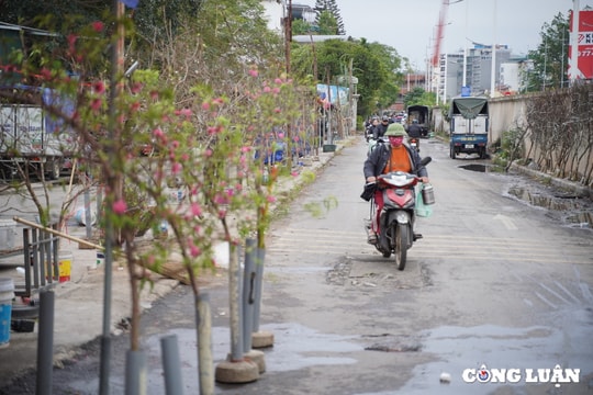 Đào, quất đổ bộ xuống đường phố Hà Nội trước Tết 2025