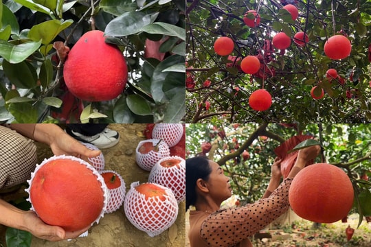 Bưởi đỏ Đông Cao kín đơn đặt hàng dịp Tết Nguyên đán