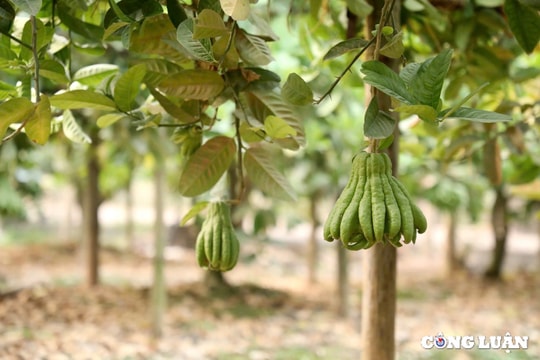 Người dân làng phật thủ huyện Đan Phượng tất bật chuẩn bị Tết 2025