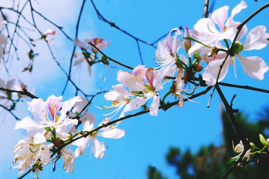 Điện Biên tổ chức Lễ hội Hoa Ban vào tháng 3/2025