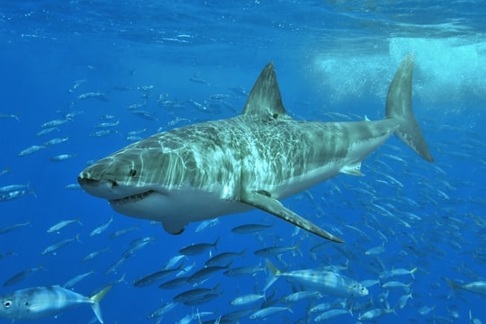 Cá mập liên tiếp tấn công khiến nhiều người thương vong ở Biển Đỏ và Úc