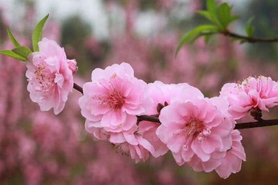 Thái Bình nghiêm cấm biếu tặng quà Tết cho lãnh đạo các cấp dưới mọi hình thức