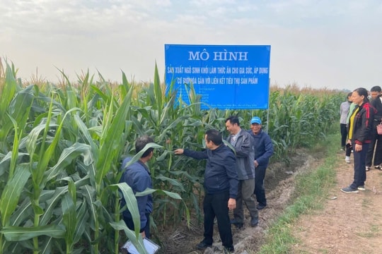 Tổng giá trị sản xuất nông, lâm nghiệp, thủy sản tỉnh Hà Nam ước đạt 8.596 tỷ đồng