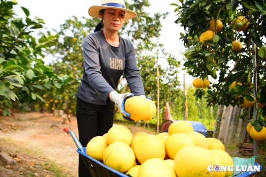 Bưởi Diễn tất bật vào vụ thu hoạch chờ cung ứng ra thị trường dịp Tết 2025