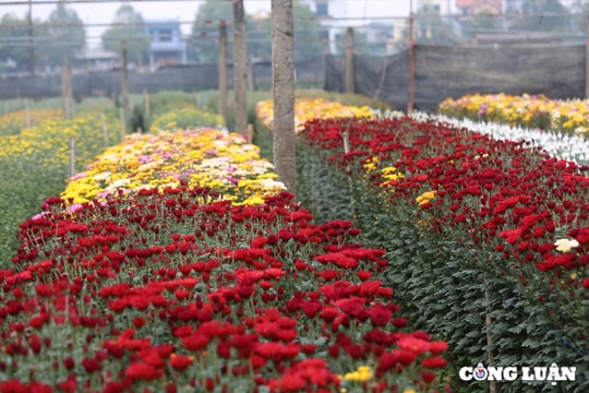 Thăm làng hoa Tết lớn bậc nhất xứ Thanh