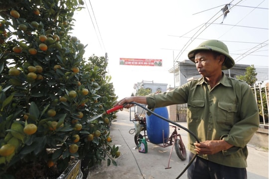 Thái Bình: Quất bonsai, quất thế hút khách mua dịp Tết