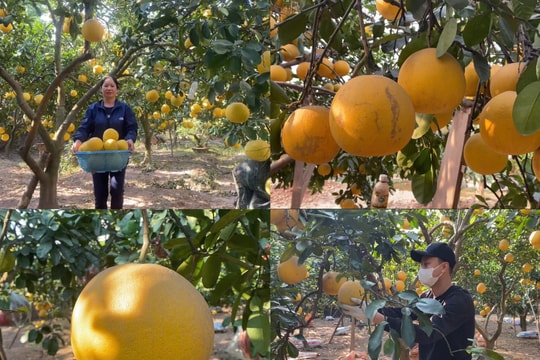 Mùa vàng bưởi Diễn vào Tết