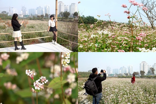 Cánh đồng hoa tam giác mạch giữa lòng Thủ đô “hút” du khách đến ngắm cảnh, check-in
