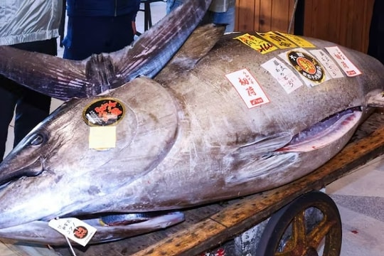 Cá ngừ khổng lồ 'to như con bò' được bán với giá 33 tỷ đồng