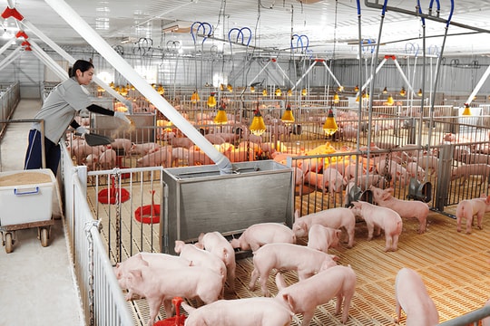 Dabaco (DBC) ước tính lãi 770 tỷ đồng năm 2024, vẫn chỉ vượt 5,5% so với mục tiêu đề ra