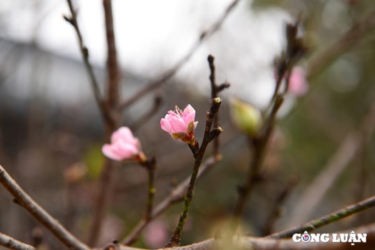Đào rừng xuống phố, phục vụ người dân Thủ đô chơi Tết Nguyên đán