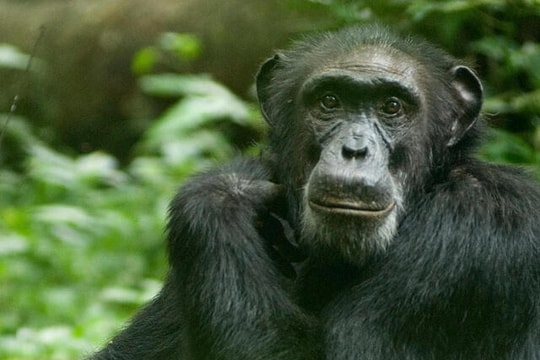 Nghiên cứu: Hành vi của tinh tinh hé lộ quá trình tiến hóa của con người