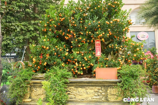 Chậu quất 'khủng' có giá gần 100 triệu đồng trên đường Lạc Long Quân (Hà Nội)