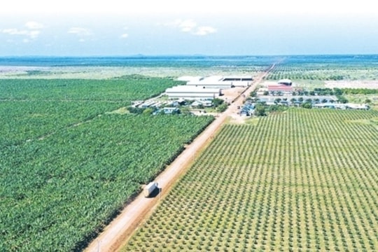 Doanh thu giảm 24%, Hoàng Anh Gia Lai (HAG) giải thể thêm 1 công ty con