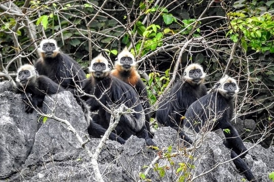 Xây dựng cơ sở dữ liệu về các loài động vật hoang dã nguy cấp, quý, hiếm được ưu tiên bảo vệ