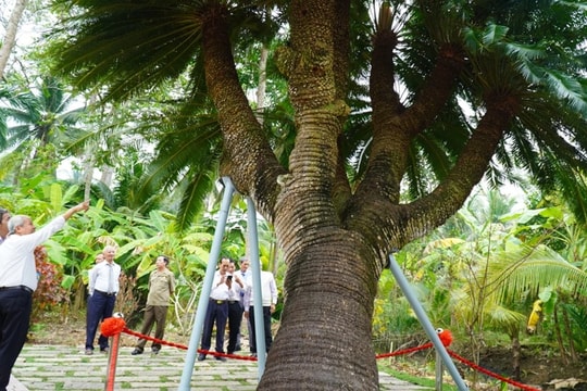 Cây thiên tuế 200 tuổi ở Bến Tre được công nhận là cây di sản